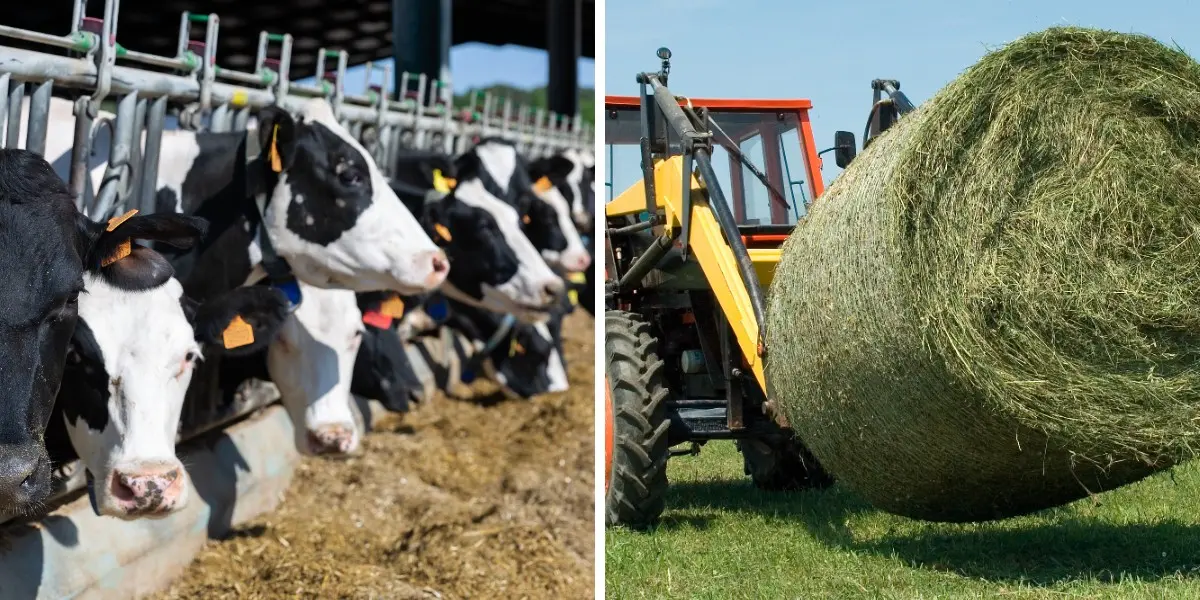 Máy xúc lật Trung Quốc.jpg